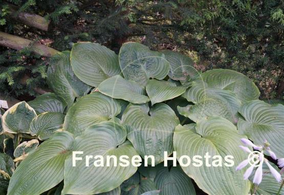 Hosta Elkhart Lake